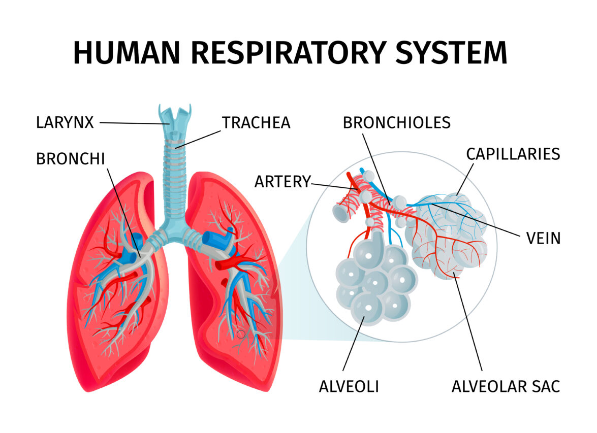 Lungs की बीमारियों से बचना है तो अपने आहार में इस सुपर फूड को जरूर करें शामिल 2 Lungs की बीमारियों से बचना है तो अपने आहार में इस सुपर फूड को जरूर करें शामिल