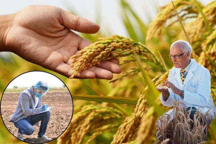 Indian Food : अगले 16 वर्षों में खाने लायक नहीं रहेंगे गेंहू-चावल, जानिए क्या है कारण
