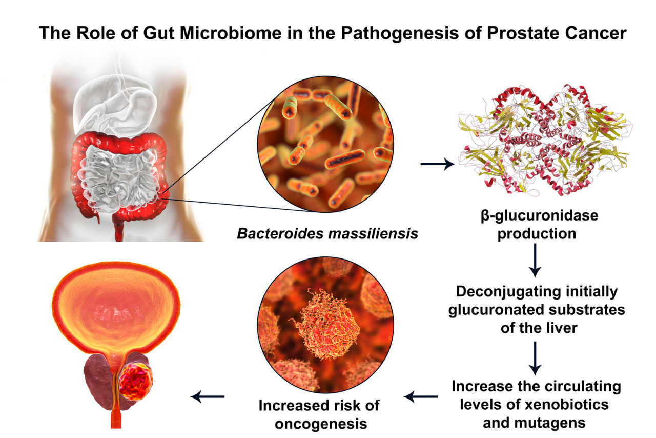 Prostate Cancer के खिलाफ सुरक्षा कवच है यह सस्ती सब्जी 1 Prostate Cancer के खिलाफ सुरक्षा कवच है यह सस्ती सब्जी