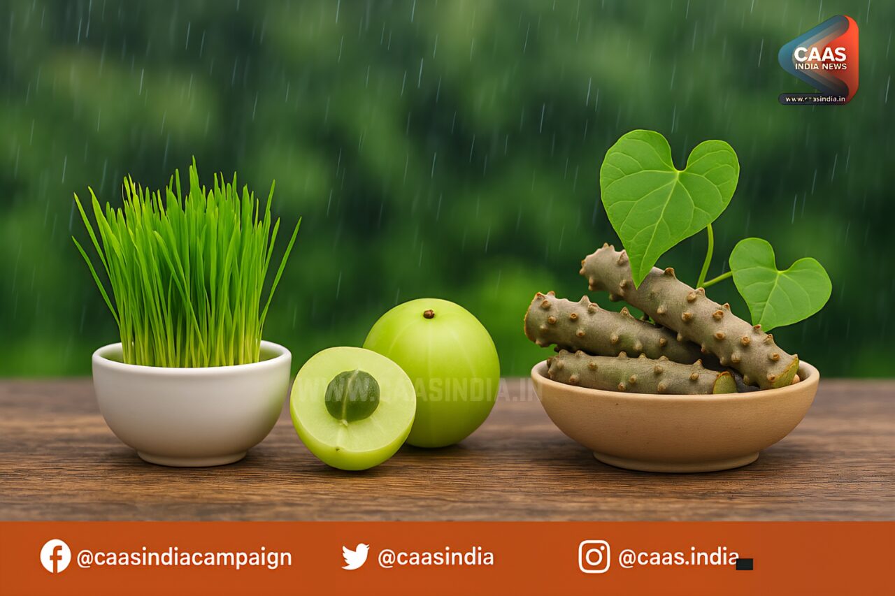 Monsoon Joint Pain Herbal Remedy : औषधियों की 3 शक्ति से मिलेगी मानसूनी जॉइंट पेन से राहत 2 Monsoon Joint Pain Herbal Remedy : औषधियों की 3 शक्ति से मिलेगी मानसूनी जॉइंट पेन से राहत